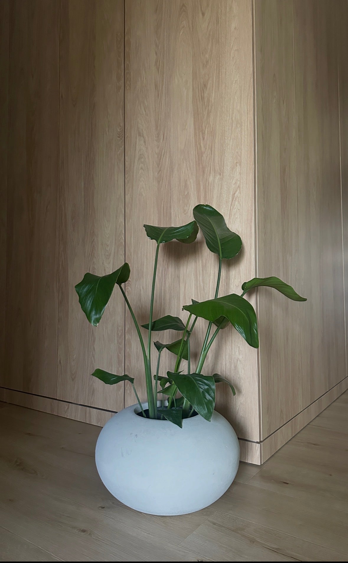Ghiveci plante