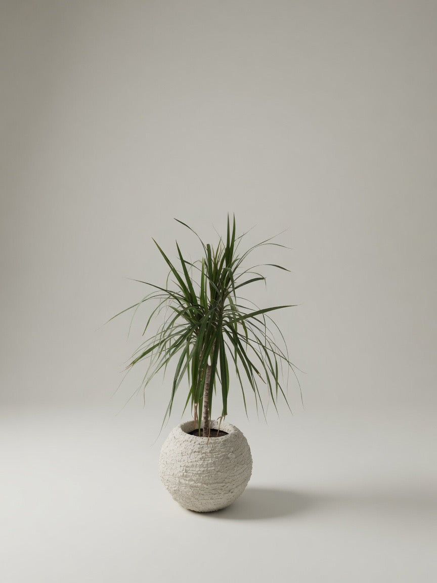 Ghiveci plante