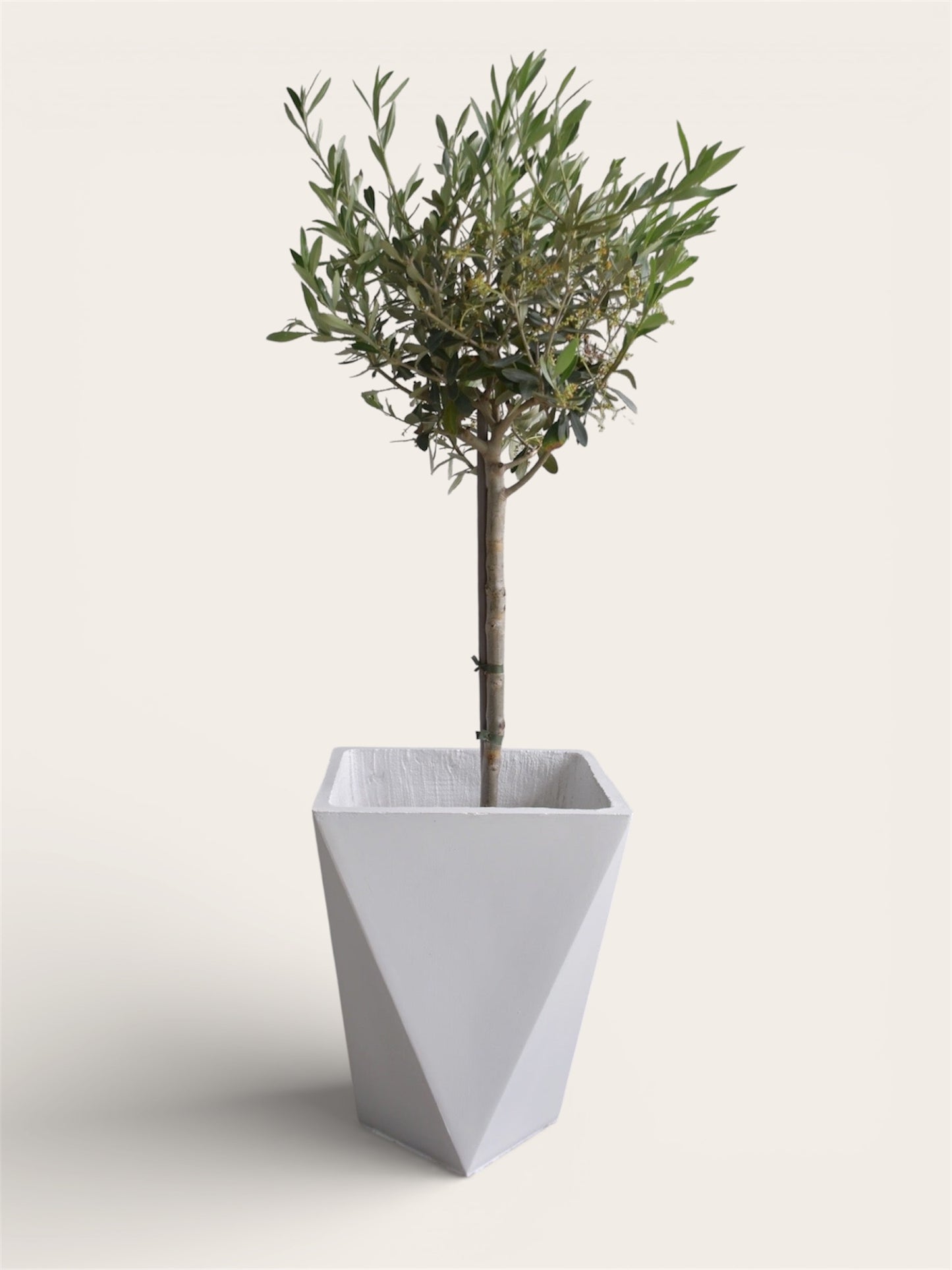 Ghiveci plante