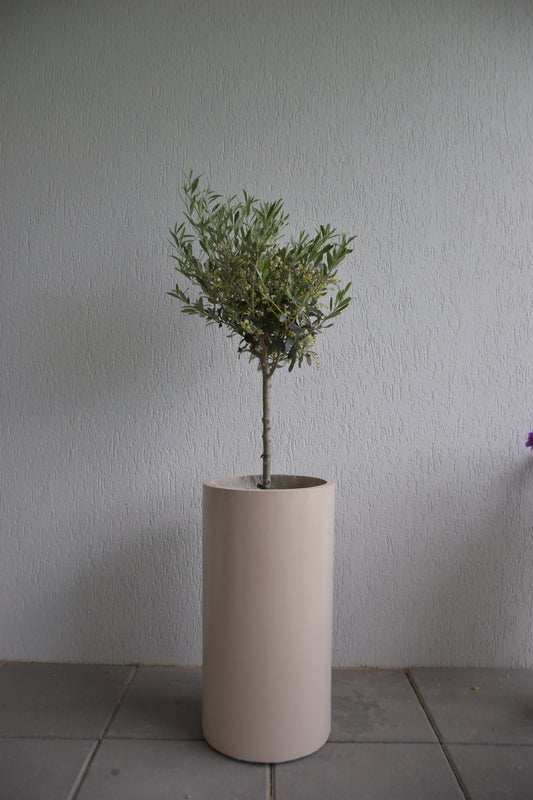 Ghiveci plante
