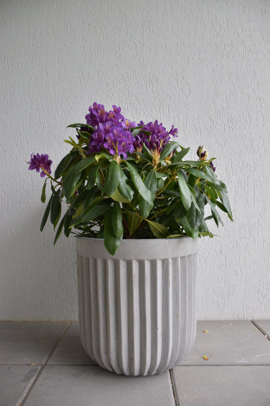 Ghiveci plante