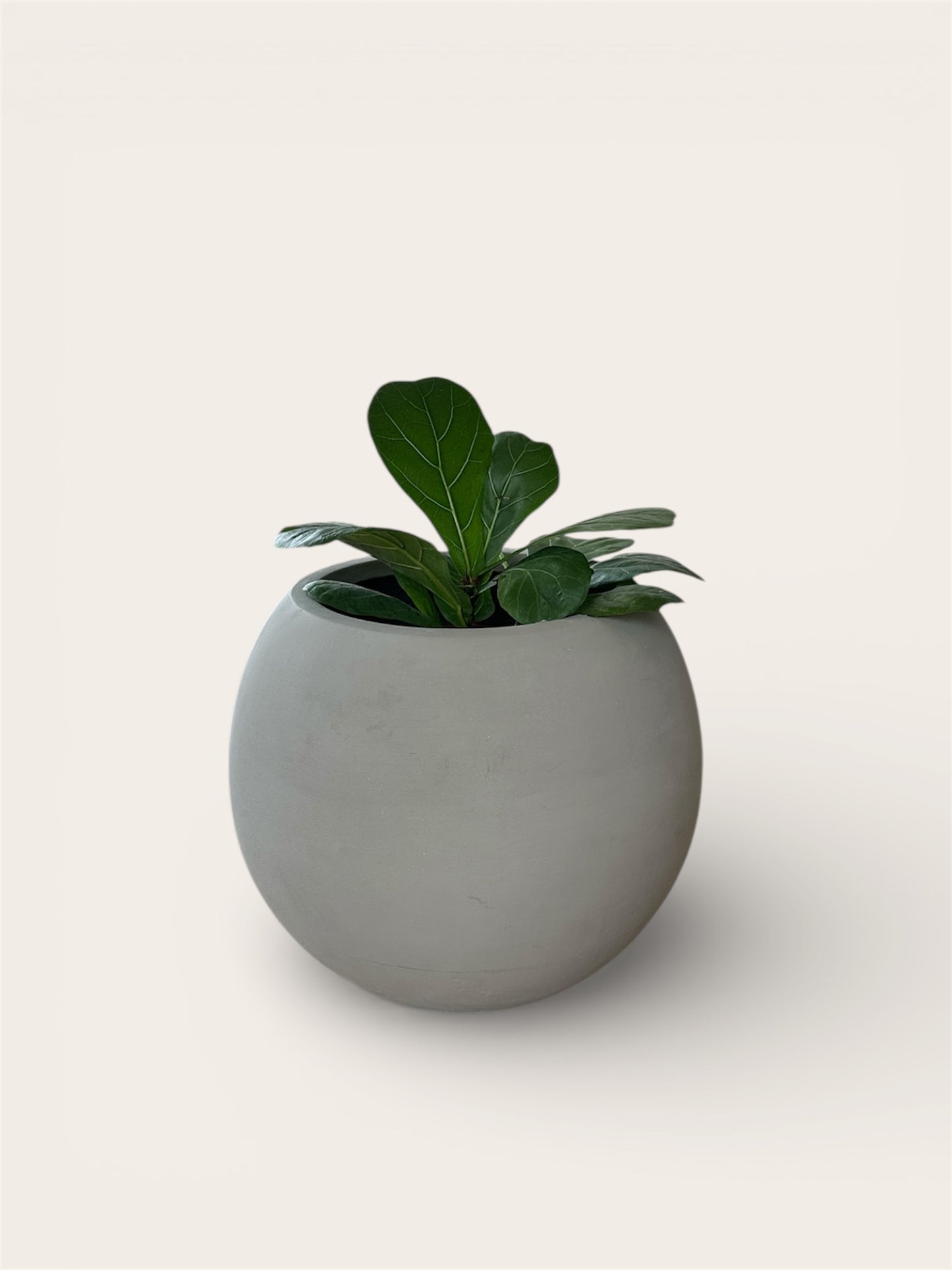 Ghiveci plante