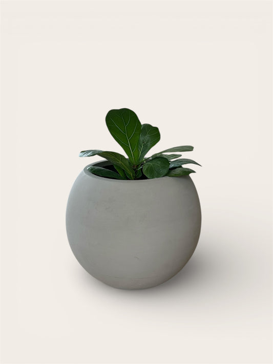 Ghiveci plante