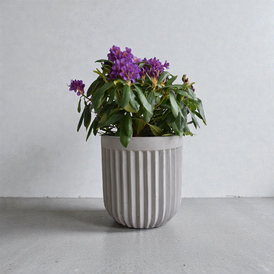 Ghiveci plante