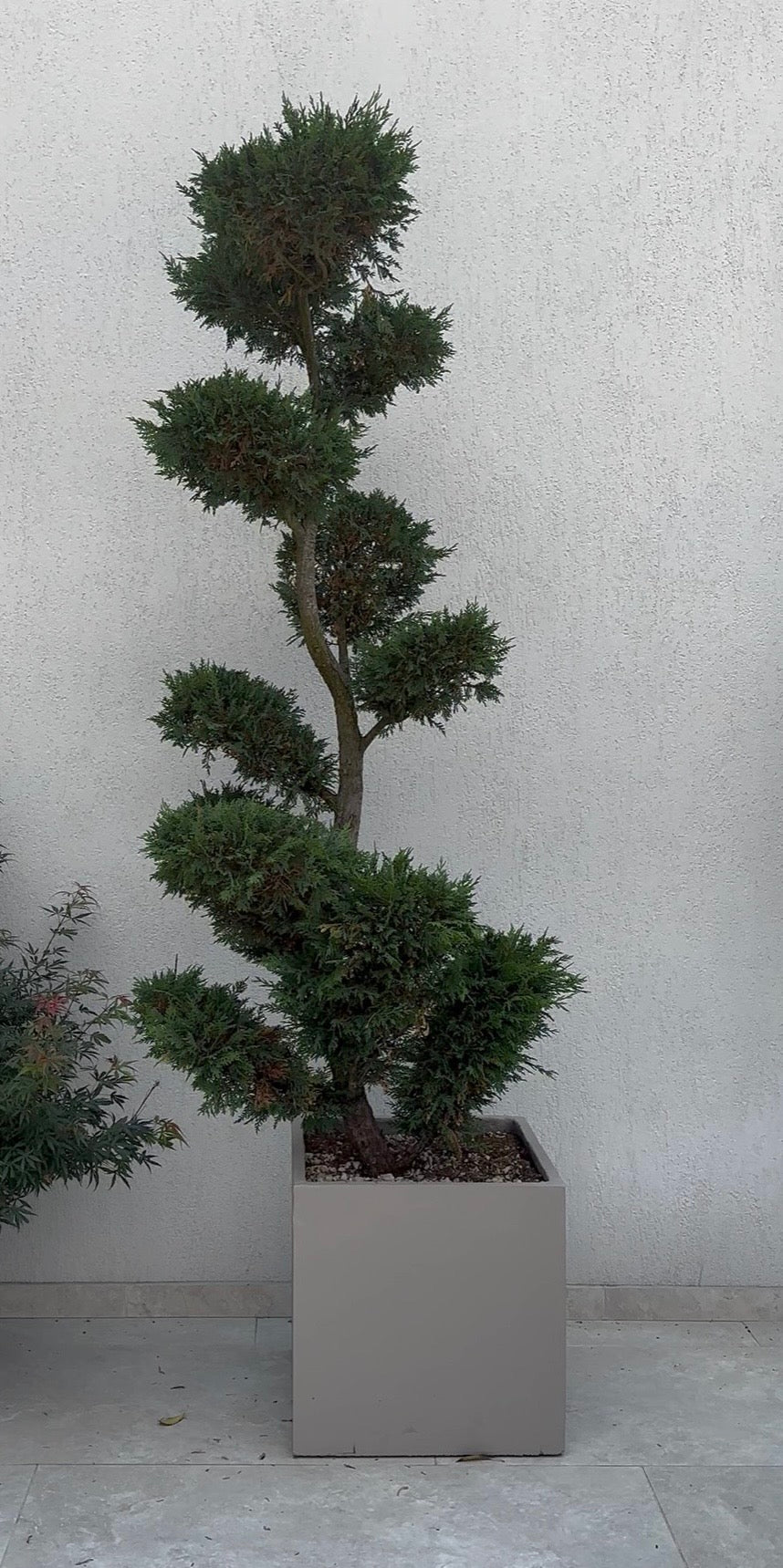Ghiveci plante