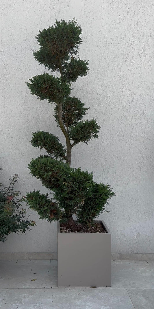 Ghiveci plante