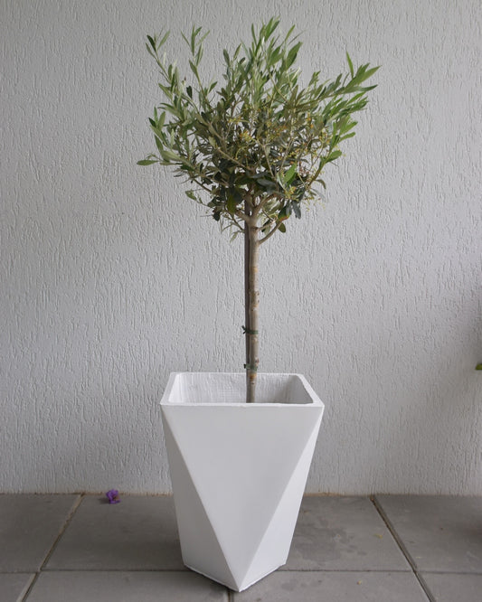 Ghiveci plante