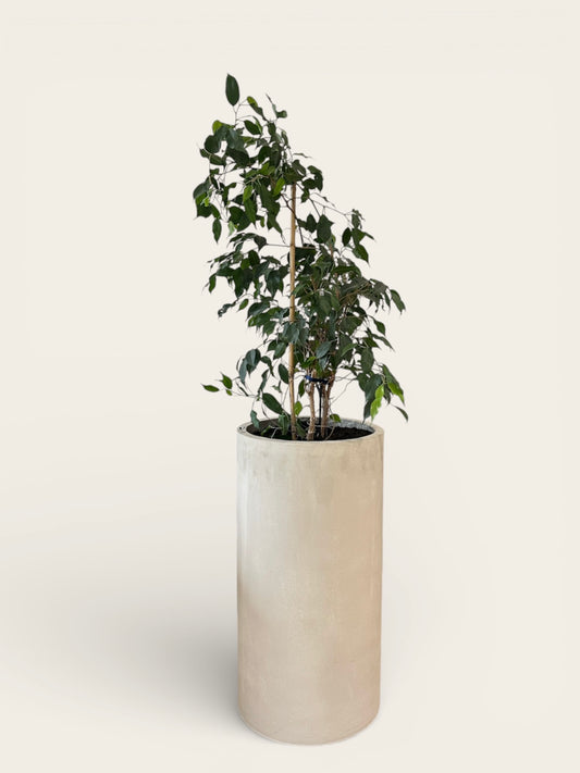 Ghiveci plante