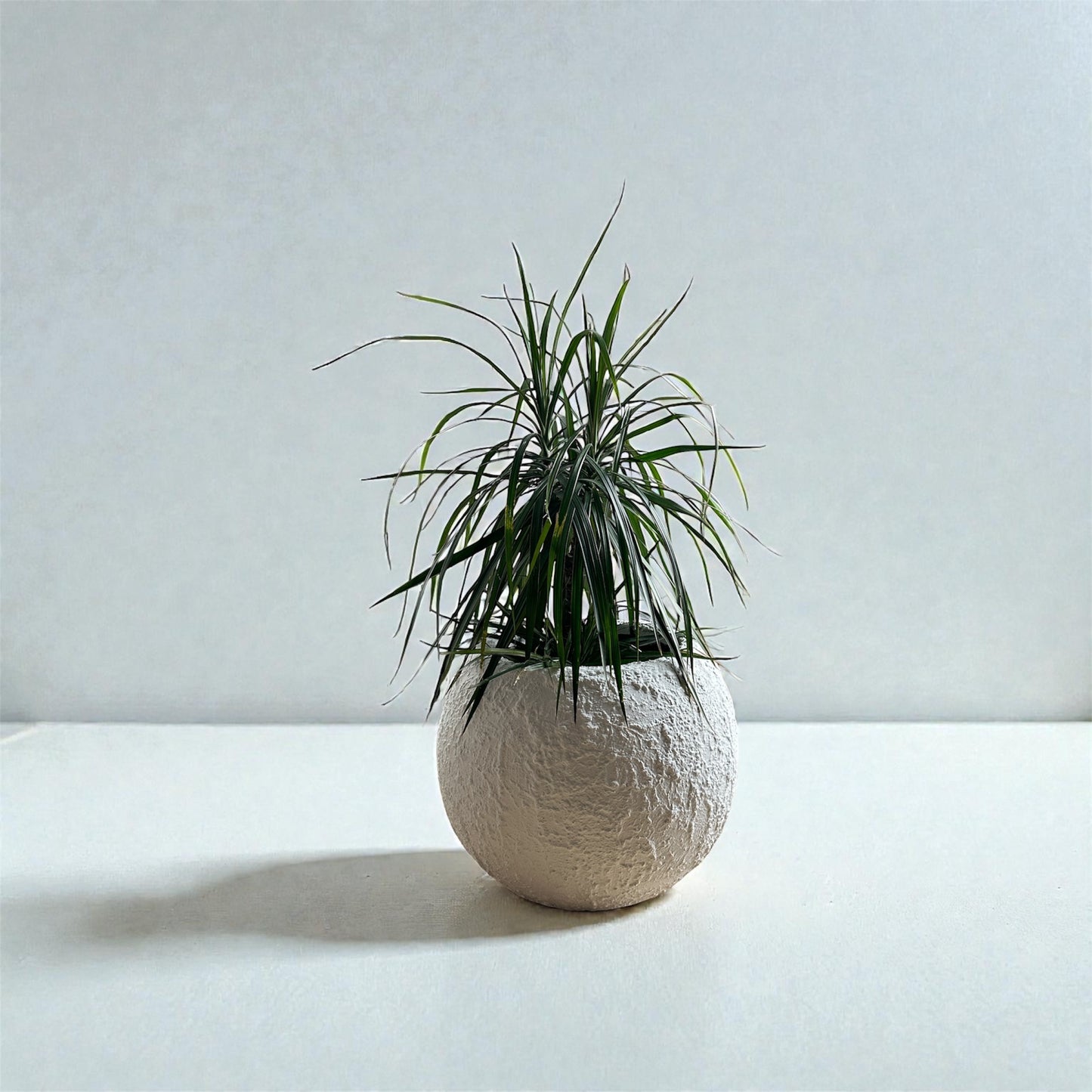 Ghiveci plante