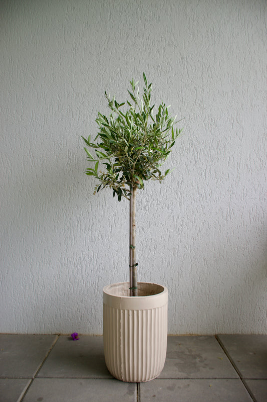 Ghiveci plante