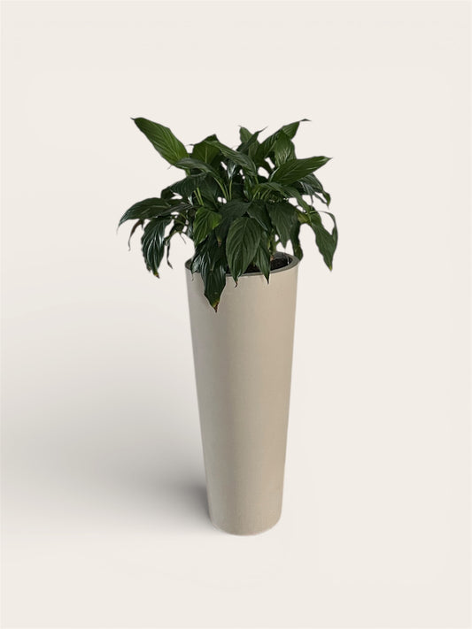 Ghiveci plante