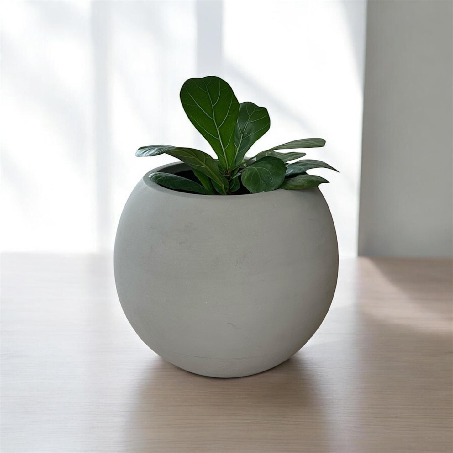 Ghiveci plante