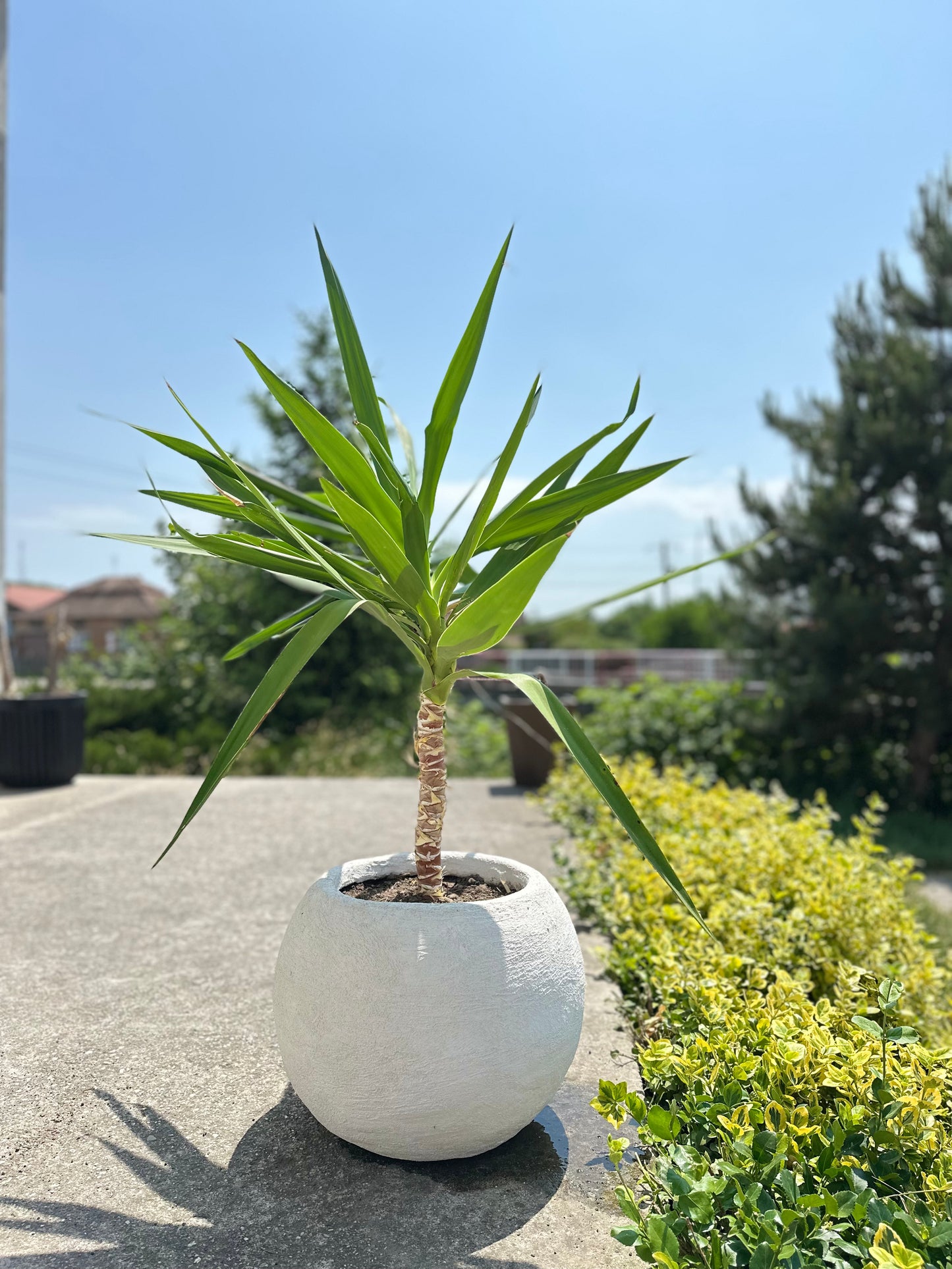 Ghiveci plante