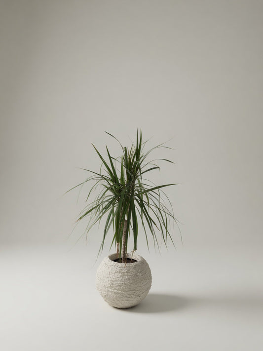 Ghiveci plante