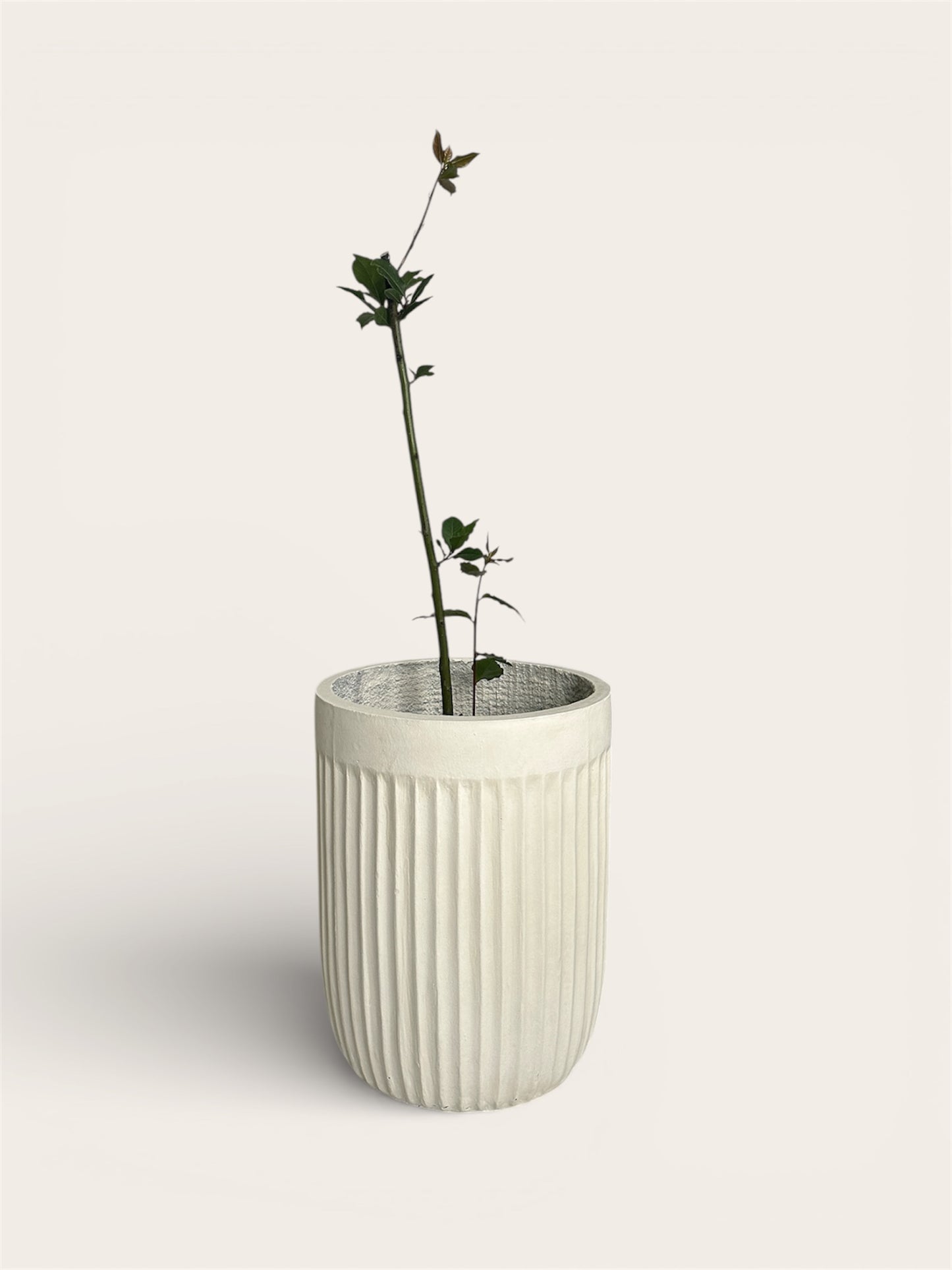 Ghiveci plante