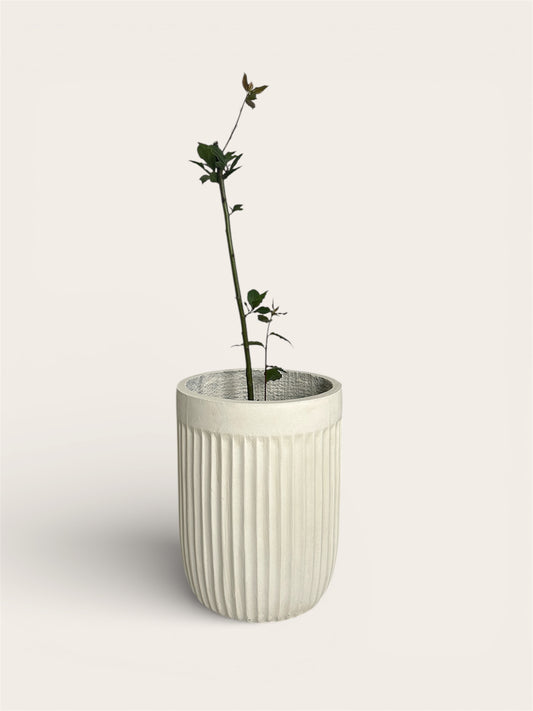 Ghiveci plante