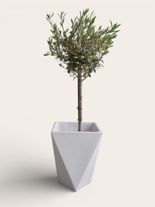 Ghiveci plante