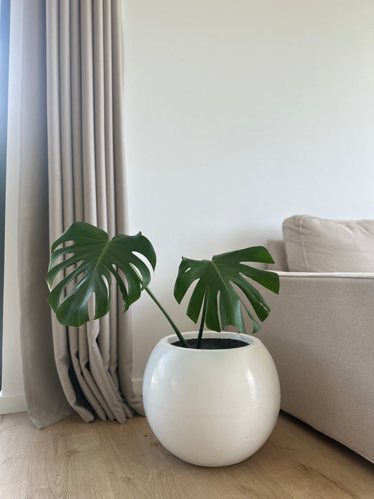 Ghiveci plante